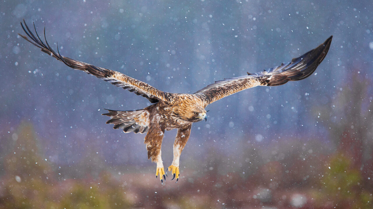 Välkommen till Natureprints!